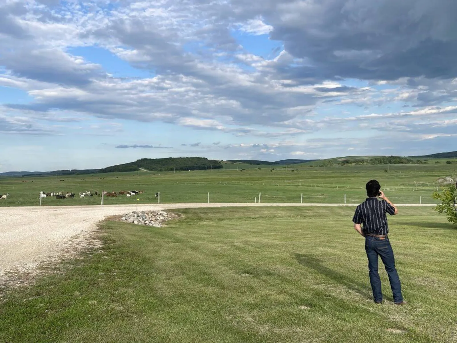 Carson Carels stands in the foreground of a field with his back to the camera and a bunch of cows in the background.